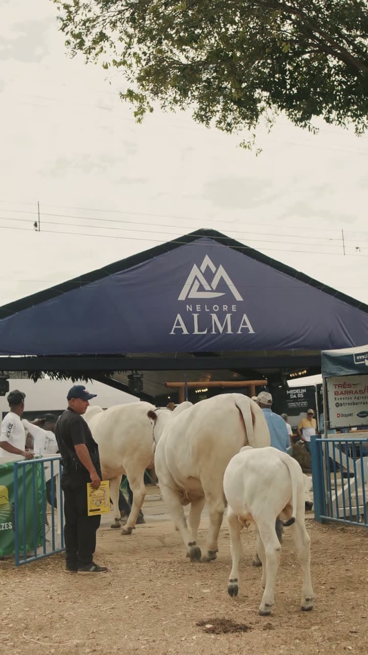 Estande da Nelore Alma na Expo Agropecuária de Campos, com os animais alinhados na frente